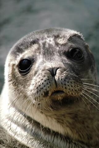 oceanopolis_billet_coupe_file_affiche_1764939778